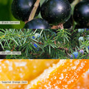 Confetti Balsam Disco Bowl Candle